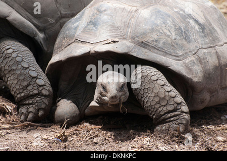 Riesige Tortois auf den Seychellen. Insel La Digue. Stockfoto