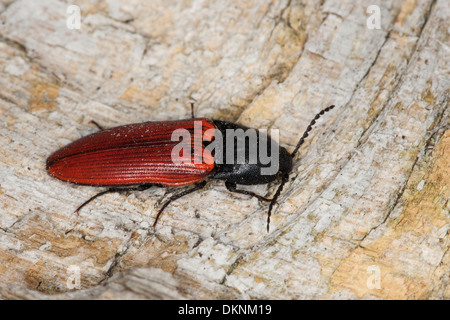 Kardinal Click Beetle, Blutroter Schnellkäfer, Rotdecken-Schnellkäfer Ampedus spec, Ampedus Sanguineus, Elateridae vgl. Stockfoto