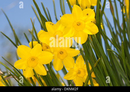 Jonquil, Narzisse, Rush-Narzisse, Jonquille, hetzen, echten Jonquille, Narzisse, Osterglocke, Narcissus Jonquilla Stockfoto