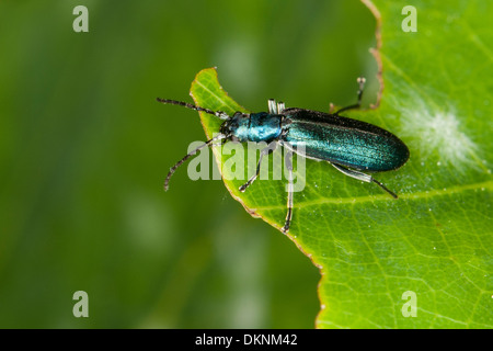 Pollen-Fütterung Käfer, dicken Beinen Blume Käfer, falsche Blister Käfer, Blauer Scheinbockkäfer Ischnomera SP., Asclera sp. Stockfoto