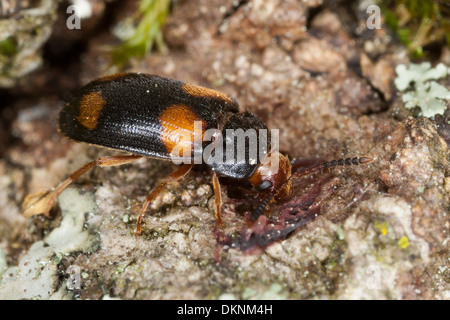 behaarte Pilz Käfer, Vierfleckiger Baumschwammkäfer, Baumschwamm-Käfer, weist Quadripustulatus, Mycetophagidae Stockfoto