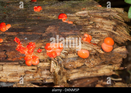 Wolfs Milch, Gröning Schleim, plasmodial Schleim Schimmel, Blutmilchpilz, Blut-Milchpilz Schleimpilz, Lycogala epidendrum Stockfoto