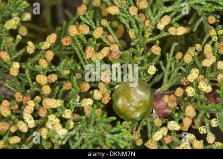 Mittelmeer Zypresse - Cupressus Sempervirens alte Zapfen am Baum