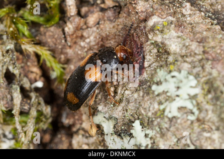 behaarte Pilz Käfer, Vierfleckiger Baumschwammkäfer, Baumschwamm-Käfer, weist Quadripustulatus, Mycetophagidae Stockfoto