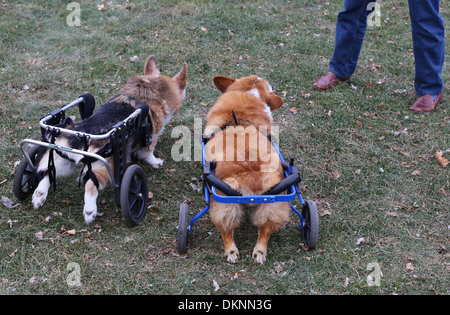 Zwei behinderte Corgi Hunde im Rollstuhl, wie von hinten gesehen. Stockfoto