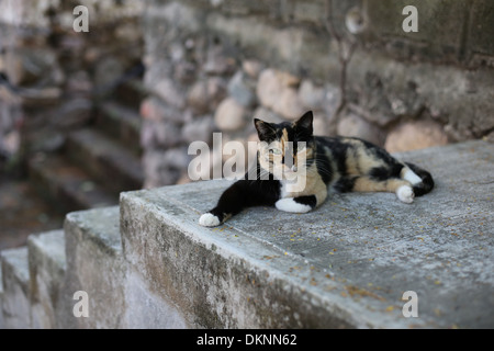 Eine streunende Calico Katze auf einem Bürgersteig in Puerto Vallarta, Mexiko. Stockfoto