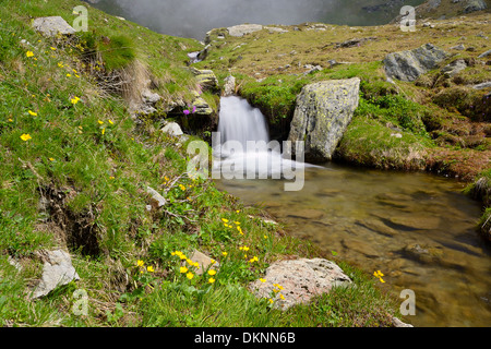 Kleinen Bach fließt unter Felsen und saftig grüne Wiesen, mit langsamen Verschlusszeit aufgenommen. Ort: Westalpen, Piemont, Italien Stockfoto