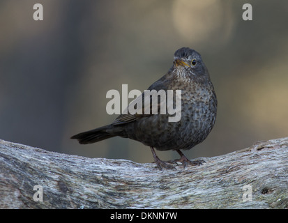 Amsel am frostigen Morgen Stockfoto