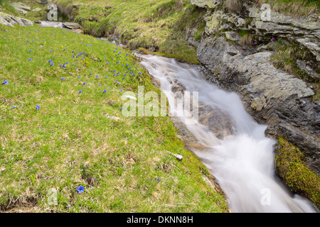 Kleinen Bach fließt unter Felsen und saftig grüne Wiesen, mit langsamen Verschlusszeit aufgenommen. Ort: Westalpen, Piemont, Italien Stockfoto