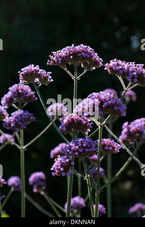 Verbena Bonariensis, hinterleuchtete Blütenstände im Spätsommer Stockfoto