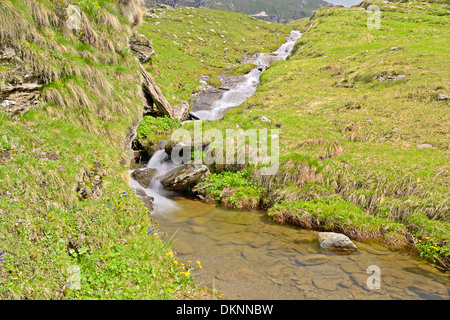 Kleinen Bach fließt unter Felsen und saftig grüne Wiesen, mit langsamen Verschlusszeit aufgenommen. Ort: Westalpen, Piemont, Italien Stockfoto