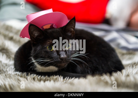 Eine Katze mit rosa Neuheit Cowboyhut Stockfoto
