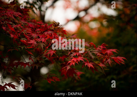 Herbstliche Blätter in Cardiff, UK. Stockfoto