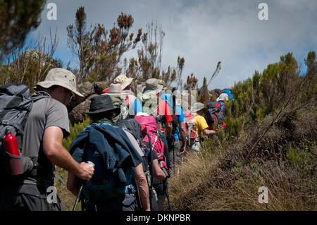 Eine Gruppe von Wanderern vorbei durch das Moorland-Zone auf Rongai Route mit Kilimanjaro im Hintergrund Stockfoto