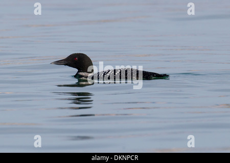 Great Northern Diver (Common Loon) Gavia immer Stockfoto