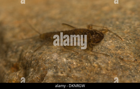 Rhithrogena festhalten Eintagsfliege Nymphe in fotografischen Aquarium unter Wasser fotografiert Stockfoto