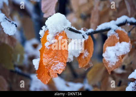 Gelbes Blatt auf den Zweigen im Winter mit Schnee bedeckt. Stockfoto