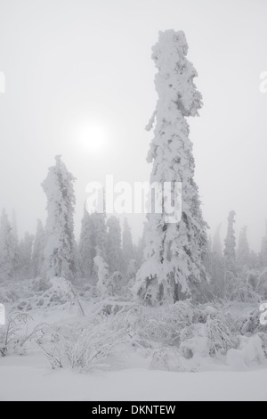 Plötzliche Schneeverhältnisse auf dem Dalton Highway Alaska USA an einem hohen Punkt südlich des Yukon Flusses mit Schnee bedeckt, Bäume und Sonne durch den Nebel Stockfoto