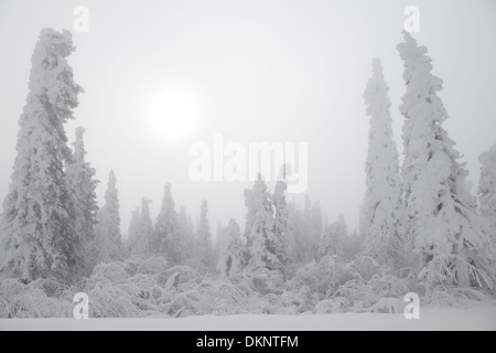 Plötzliche Schnee auf dem Dalton Highway in Alaska auf einem hohen Punkt südlich des Yukon River mit Schnee bedeckt Bäume und die Sonne durch den Nebel Stockfoto