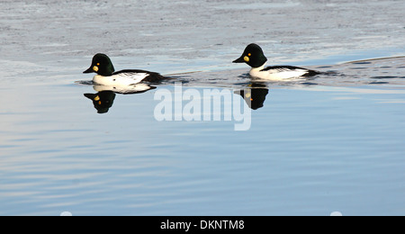Ein paar männliche gemeinsame Schellenenten Schwimmen im Winter Wasser in Colorado. Stockfoto
