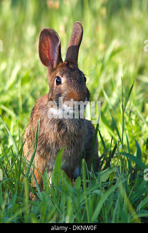 Eine östliche Cottontail Fütterung mit Ohren spitzte die Ohren. Stockfoto