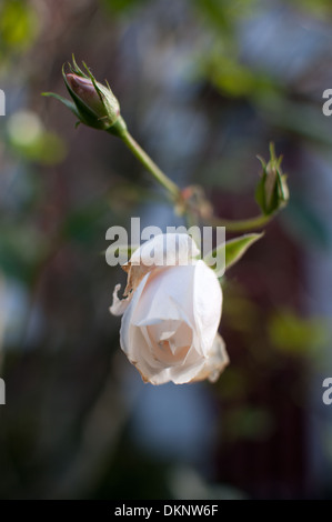 Rose Bud Stockfoto