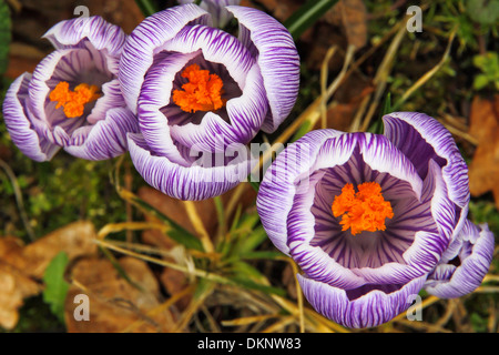 Drei Krokus genießen die Frühlingssonne Stockfoto