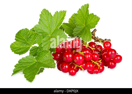 rote Johannisbeeren mit Blätter vor weißem Hintergrund Stockfoto