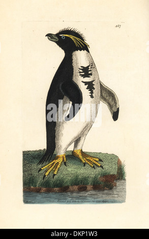 Südlichen Rockhopper Penguin, Eudyptes Chrysocome. Verwundbar. Stockfoto