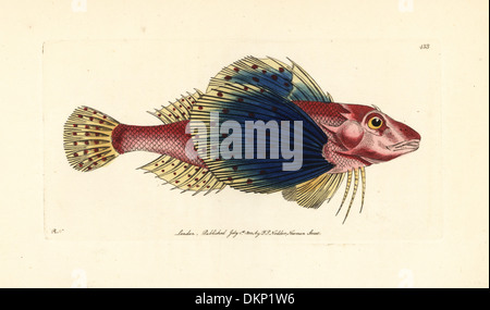 Bluewing Searobin, Prionotus Punctatus. Stockfoto