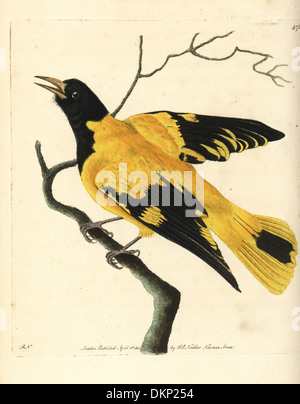 Schwarz mit Kapuze Oriole Oriolus Xanthornus. Stockfoto