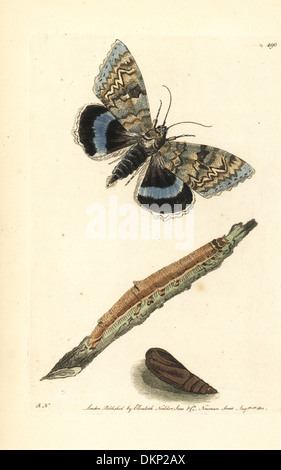 Blaue Underwing oder Clifden unerreicht, Catocala Fraxini. Stockfoto