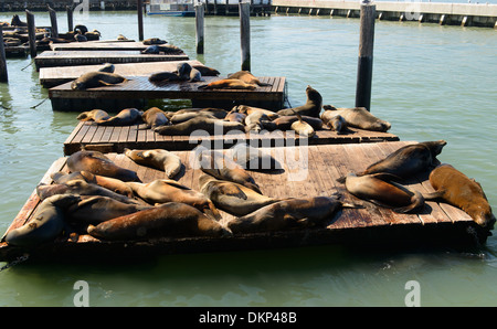 Seelöwen am Pier 39 San Francisco Stockfoto