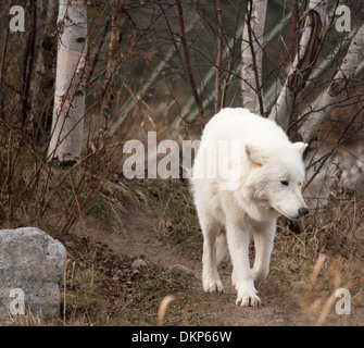 Canis Lupus Arctos. Einsamer Arctic Wolf zu Fuß durch Bäume. Stockfoto