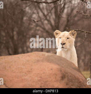 Panthera Leo Krugeri White Lion Cub Kollegen über einen Felsen auf dem Toronto Zoo Stockfoto