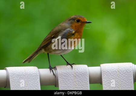 Rotkehlchen (Erithacus Rubecula) Erwachsenen thront auf Stuhl Stockfoto