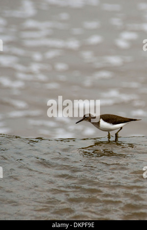 Agemon Bird Sanctuary oberen Galiläa Israel, Stockfoto