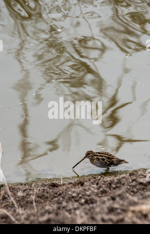 Agemon Bird Sanctuary oberen Galiläa Israel, Stockfoto