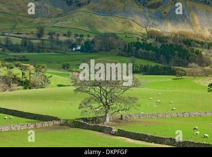 Baum in grünen Weiden in ländlichen Landschaft Stockfoto