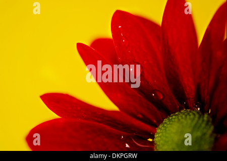Nahaufnahme Makroaufnahme eine rote Chrysantheme mit Wassertropfen auf einem gelben Hintergrund Stockfoto