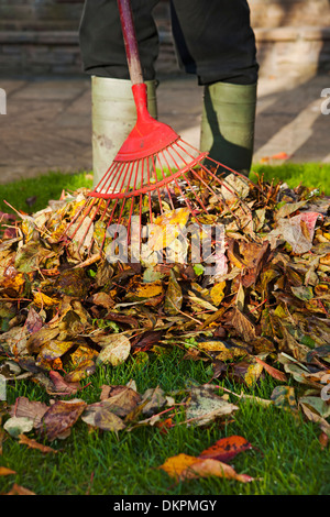 Mann Person Gärtner Sammeln gefallen Blätter den Garten im Herbst England GB Vereinigtes Königreich GB Großbritannien Stockfoto