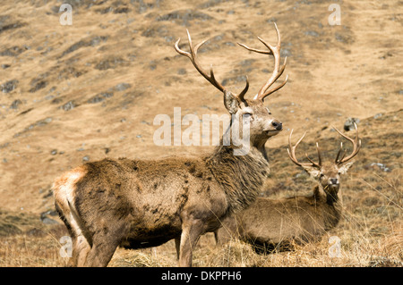 Rothirsch, Cervus Elaphus, in der Nähe von Loch Quoich, Highland Region, Scotland, UK Stockfoto