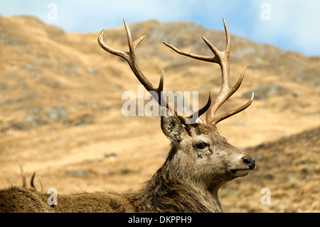 Rothirsch, Cervus Elaphus, in der Nähe von Loch Quoich, Highland Region, Scotland, UK Stockfoto