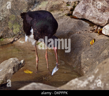 Schwarzstorch (Ciconia Nigra) Fisch zu essen Stockfoto