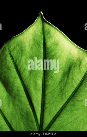 Riesen-Taro Pflanze Blatt auch bekannt als: Alocasia Machrorhiza, Dieffenbachia (Dumb Cane), Elefanten-Ohr, Cunjevoi für Muster, staatlich Stockfoto