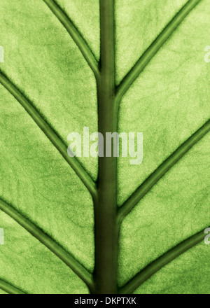 Riesen-Taro Pflanze Blatt auch bekannt als: Alocasia Machrorhiza, Dieffenbachia (Dumb Cane), Elefanten-Ohr, Cunjevoi für Muster, staatlich Stockfoto