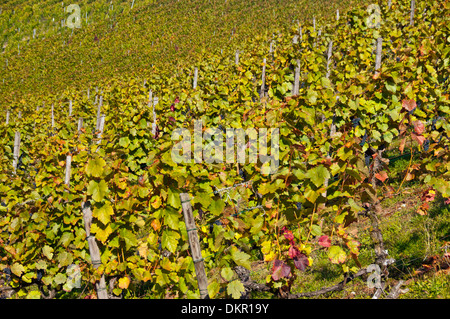 Baden-Württemberg Deutschland Europa Lemberg roter Berg Stuttgart Süd Deutschland Trauben Cluster Weinbau Wein Weinbau-Weinberge Stockfoto