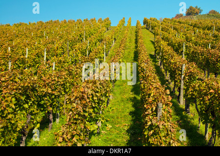 Baden-Württemberg Deutschland Europa Lemberg roter Berg Stuttgart Süd Deutschland Trauben Cluster Weinbau Wein Weinbau-Weinberge Stockfoto