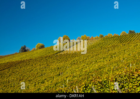 Baden-Württemberg Deutschland Europa Lemberg roter Berg Stuttgart Süd Deutschland Trauben Cluster Weinbau Wein Weinbau-Weinberge Stockfoto