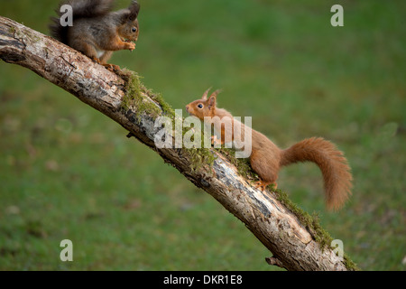 Zwei rote Eichhörnchen im Wald Szene Stockfoto